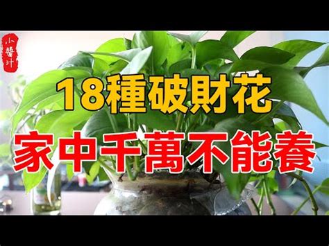 前陽台 招財植物 李行風水師